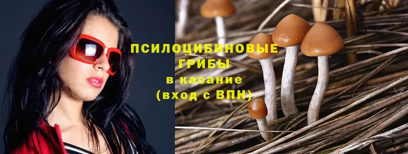 omg рабочий сайт  Усть-Лабинск  Псилоцибиновые грибы Psilocybe 